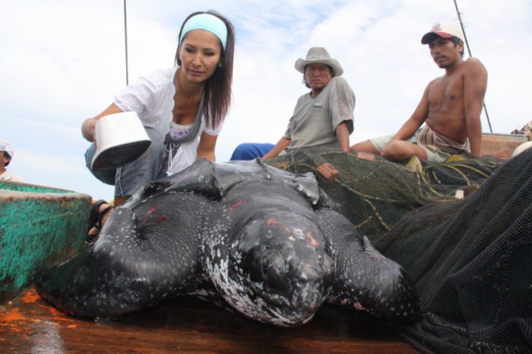 Concytec: existen peruanas que detectan enfermedades, rescatan animales y guían a jóvenes en la búsqueda de su profesión ideal.