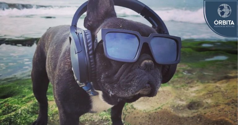 Wawino el perro surf con una destreza y estilo único