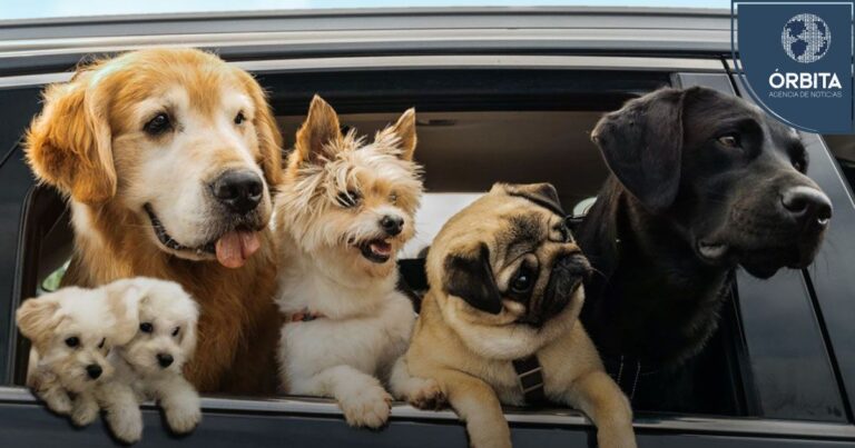 Estrellas coreanas llegan al Perú con «Mis cachorros adorables»