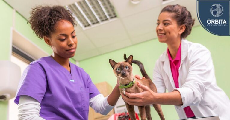 Día del Gato: 3 consejos para combatir la leucemia felina