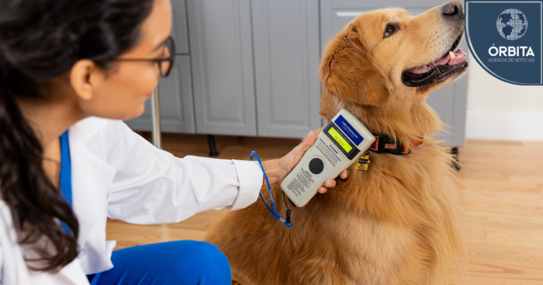 Especialidades veterinarias complejas: Estos son cuatro rubros médicos que ligados a patologías cruciales para nuestras mascotas