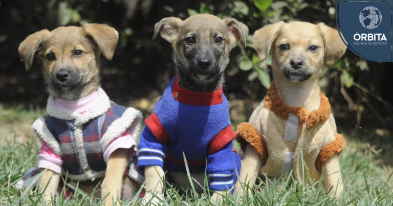 Historias que inspiran: Morocha, una gatita rescatada y la Jornada de adopción Superpet