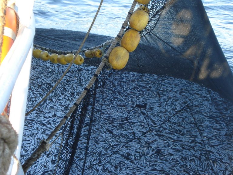 Primera temporada de pesca de anchoveta alcanza el 56.24 % de la cuota con impacto positivo en la economía