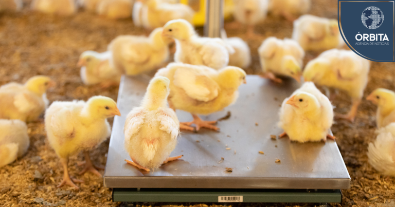 ¿Por qué la avicultura es un pilar estratégico para la seguridad alimentaria nacional?