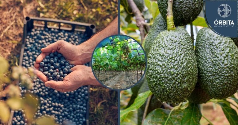 ADEX: Crecen despachos internacionales de Frutas Peruanas