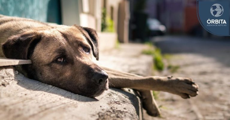 Día Mundial de los animales sin hogar: Un llamada a la adopción responsable