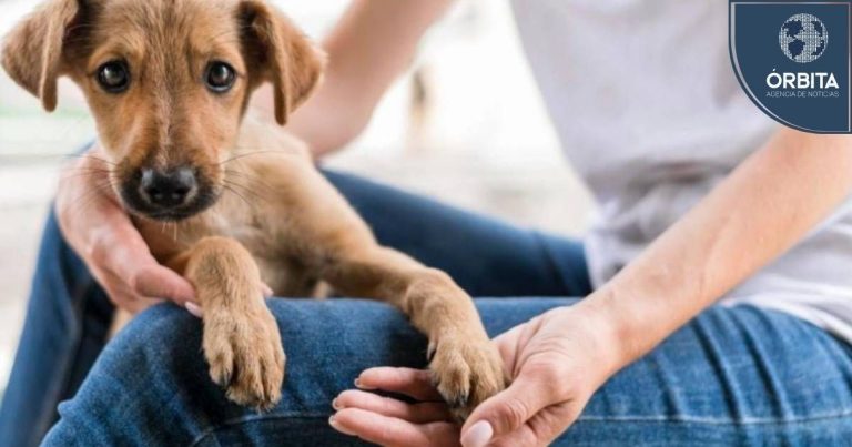 Día de los Animales: la urgencia de apoyar a los albergues y promover la adopción en el Perú