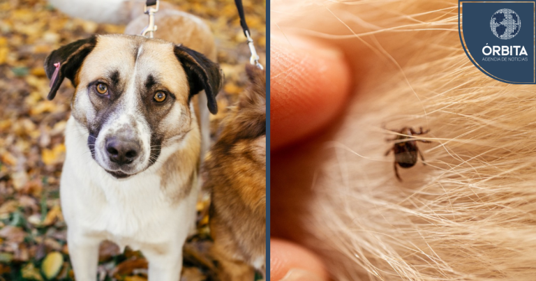 ¡Tu mascota podría estar infestada pese a no tener síntomas!: mitos comunes que debes conocer