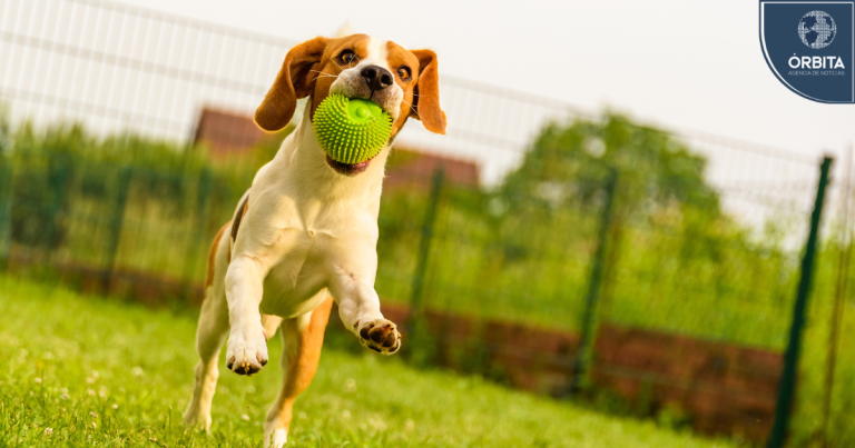 Cinco recomendaciones para proteger a tu perro de pulgas y garrapatas este verano